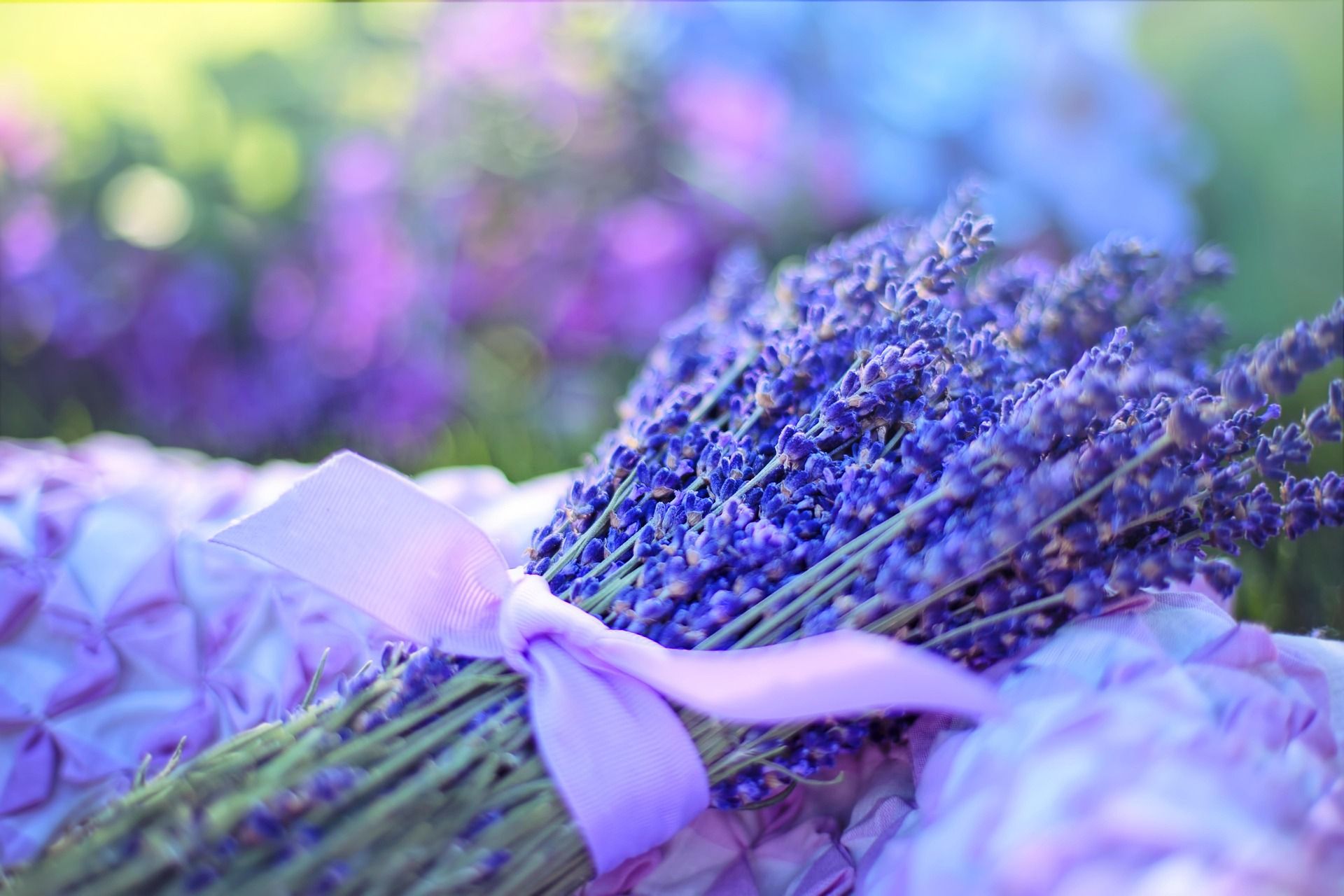 lavenders-2482374_1920 lavenders-2482374_1920