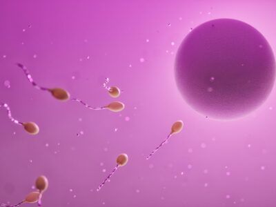 ovum-7733777_1920 ovum-7733777_1920
