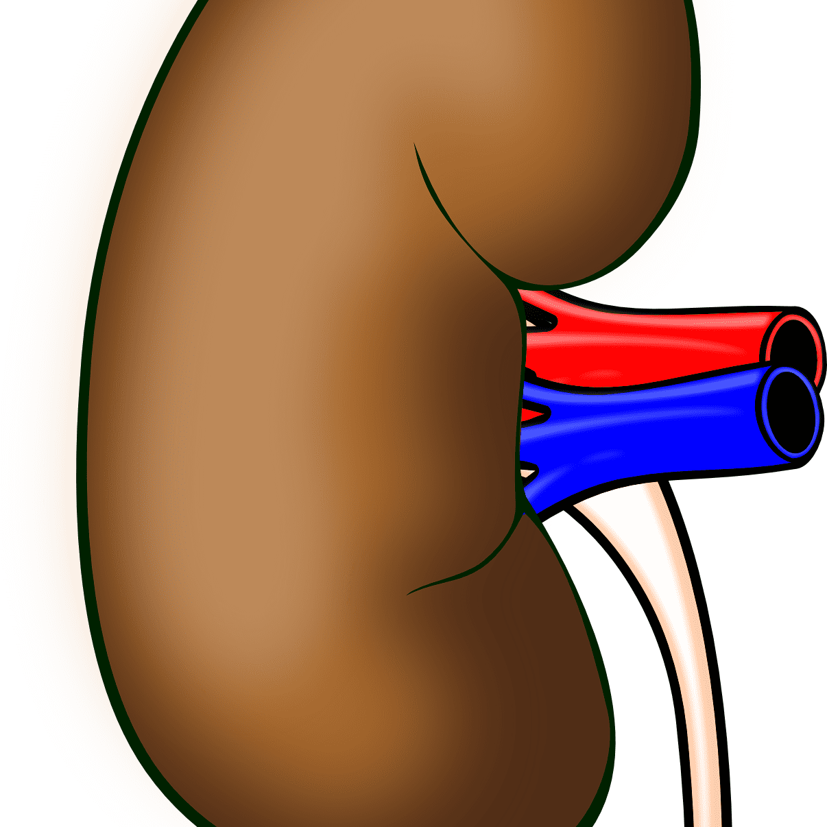anatomy-158998_1920 anatomy-158998_1920