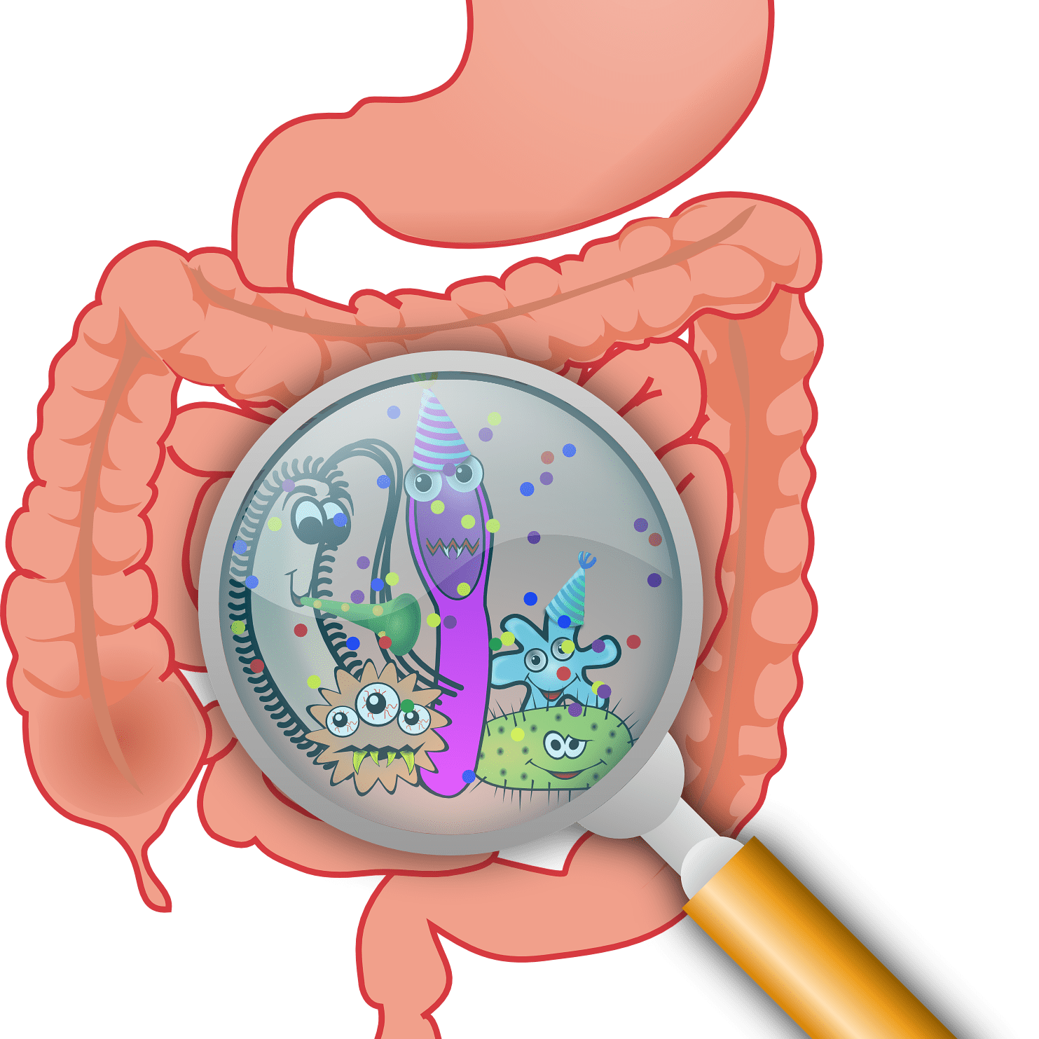 anatomy-160524_1920 anatomy-160524_1920