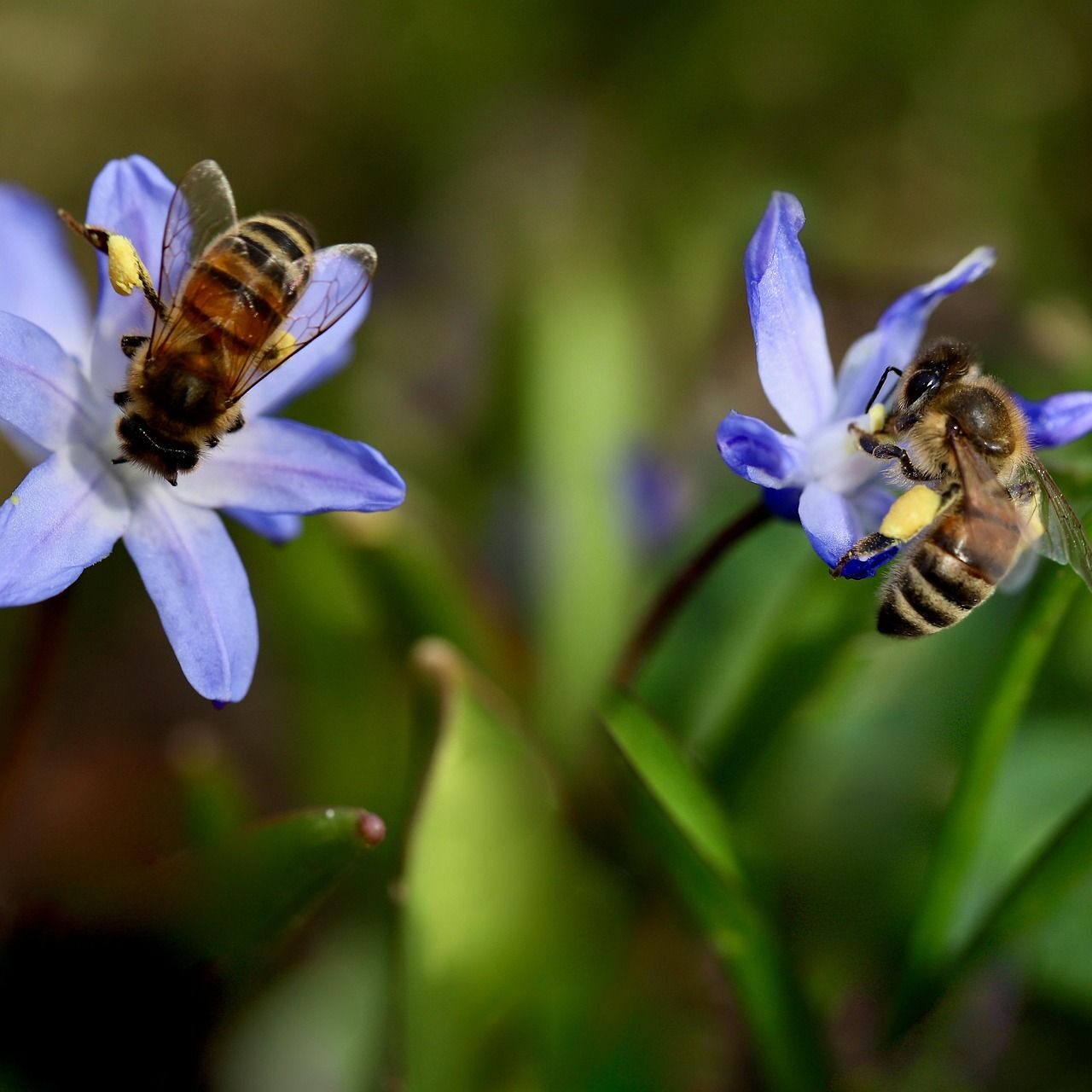bees-7873791_1920 bees-7873791_1920