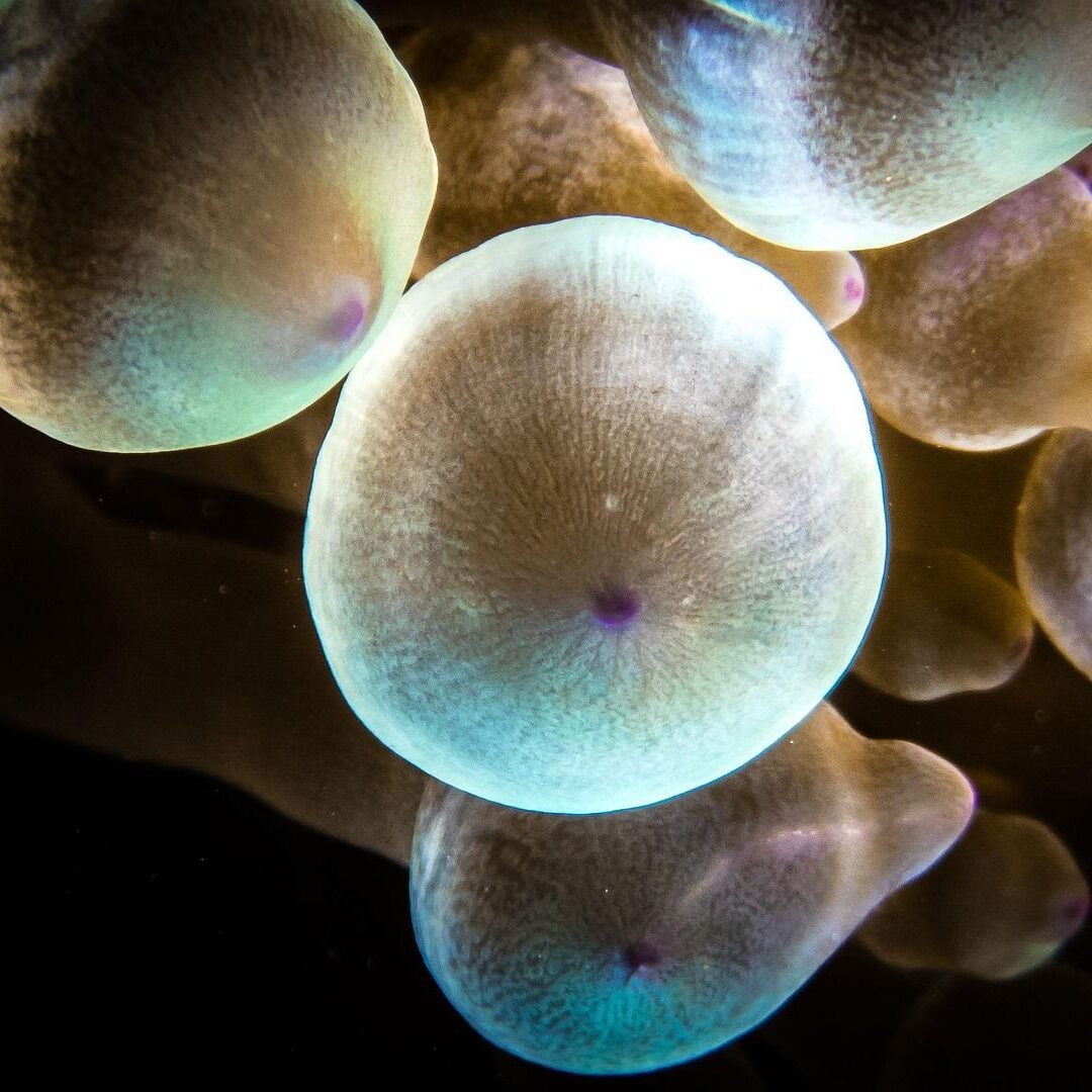 bubble-anemone-4567758_1920 bubble-anemone-4567758_1920