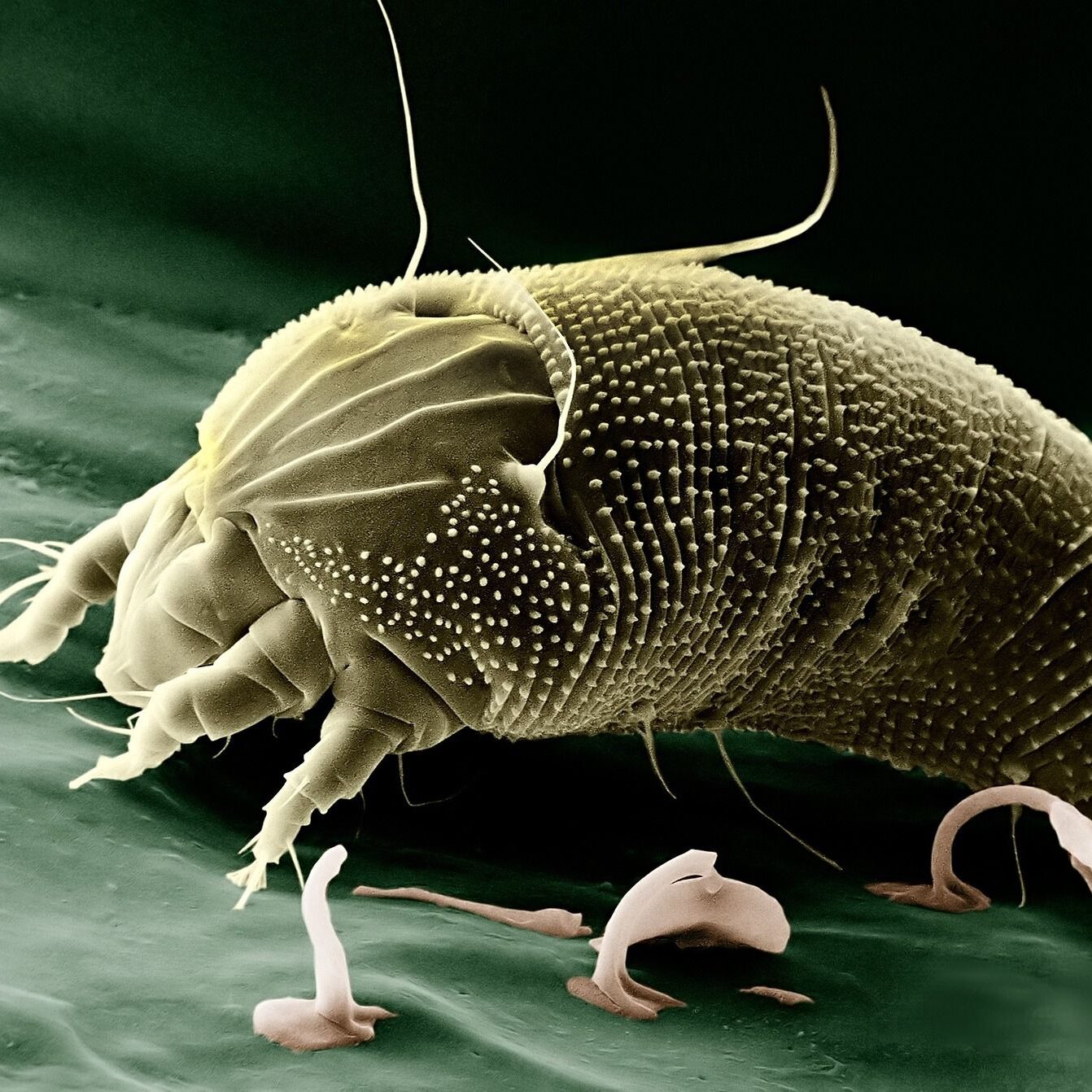 mite-67638_1920 mite-67638_1920